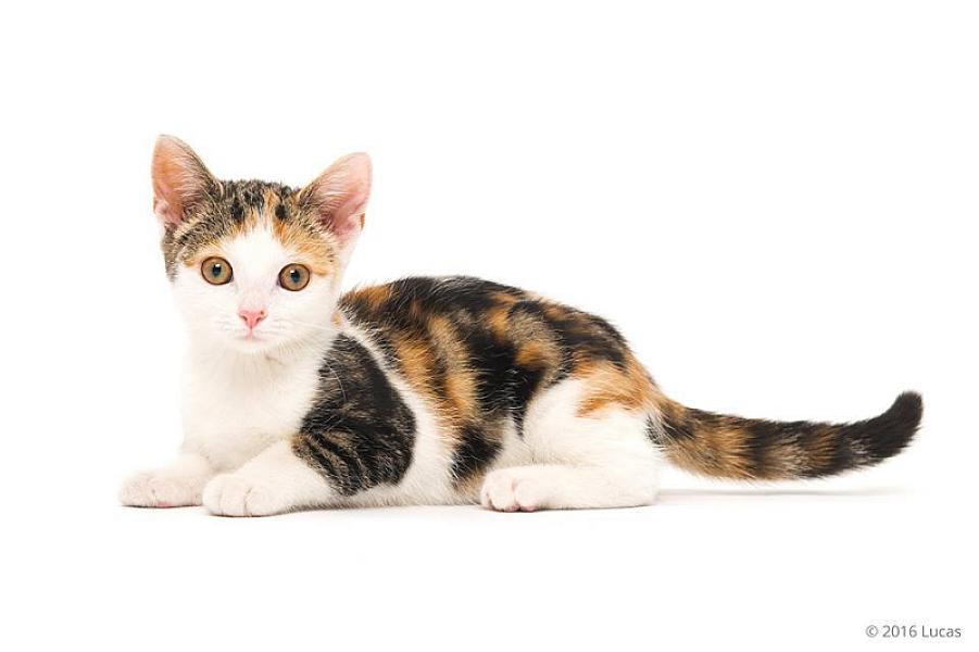 Kattenpraat