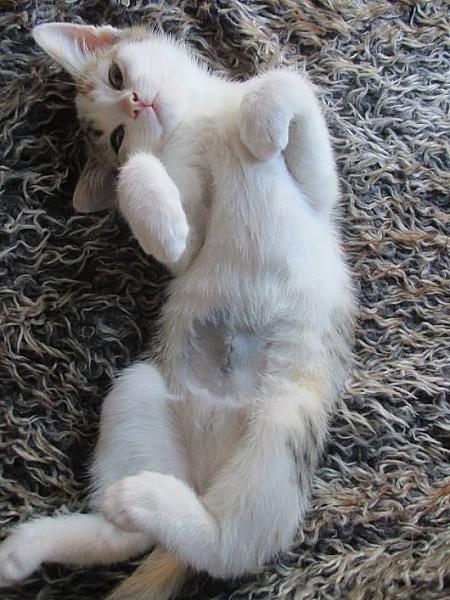 Kattenpraat