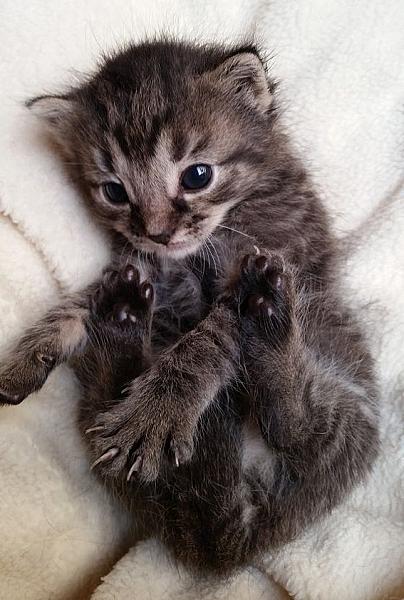 Kattenpraat