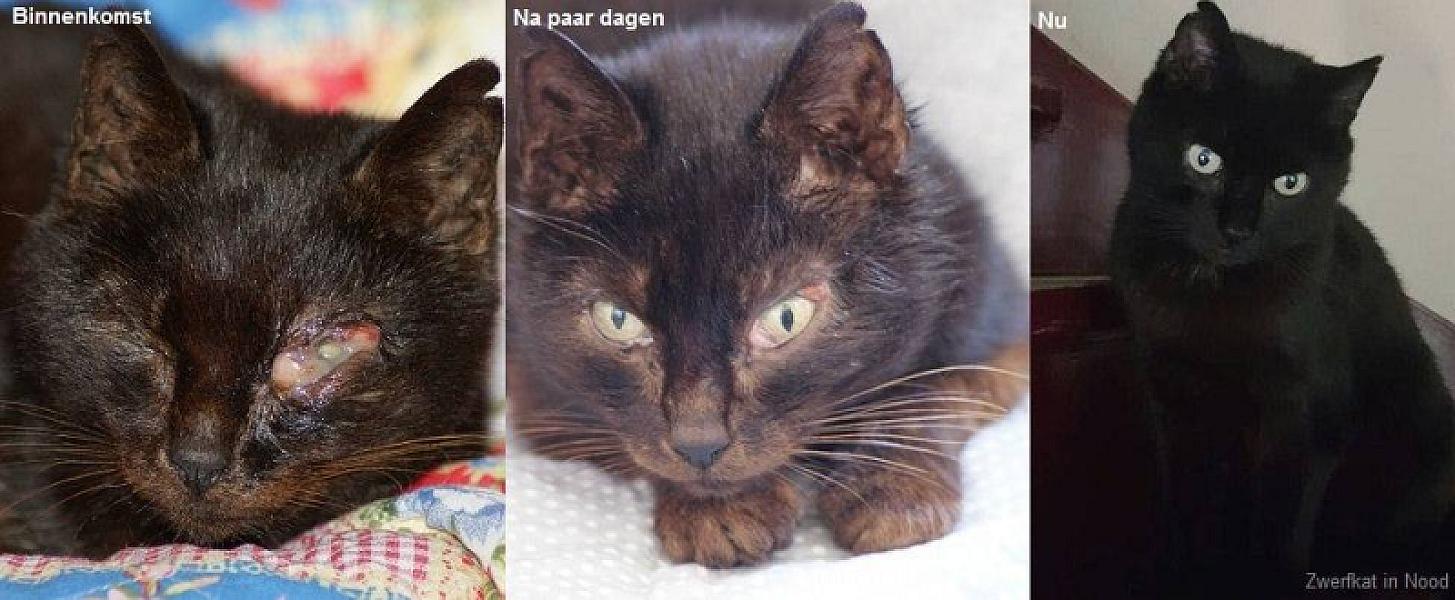 Kattenpraat