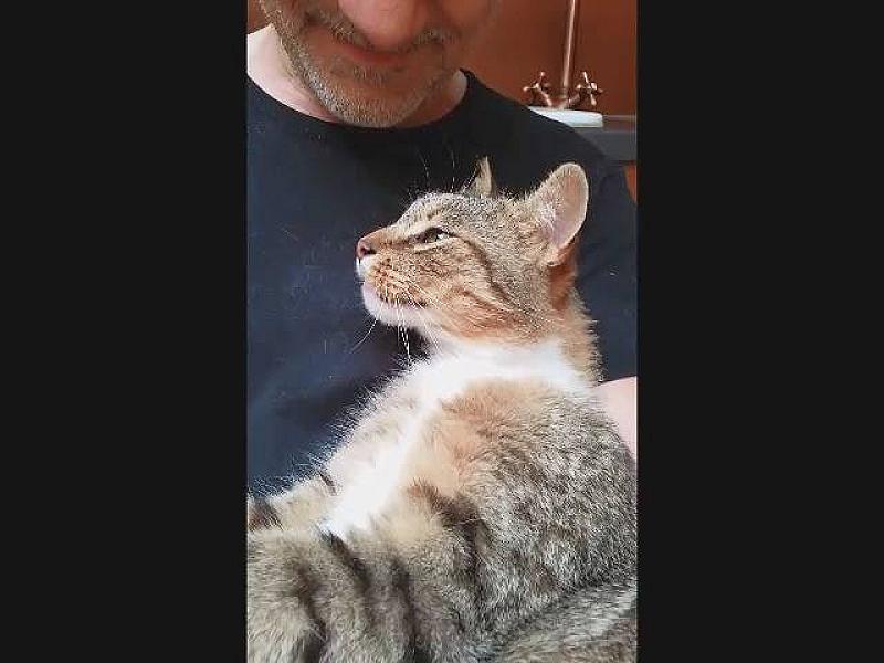 Kattenpraat