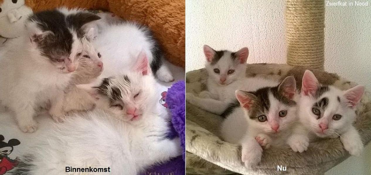 Kattenpraat