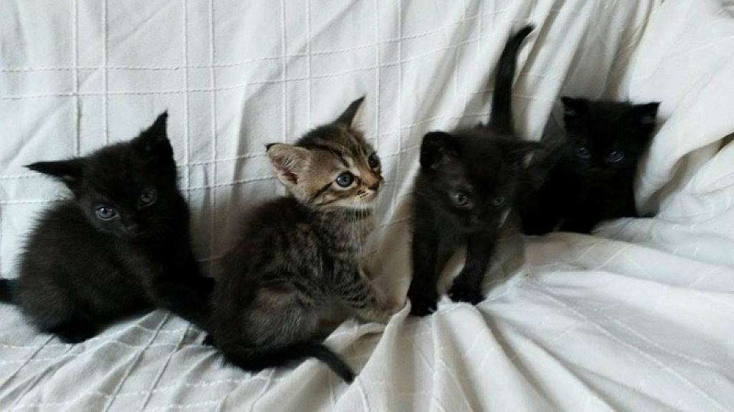 Kattenpraat