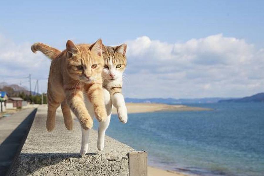 Kattenpraat