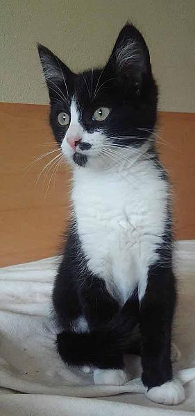 Kattenpraat