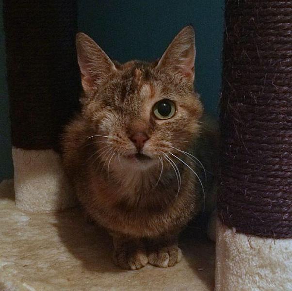 Kattenpraat