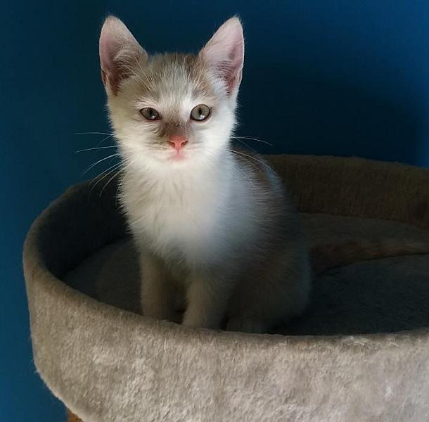 Kattenpraat