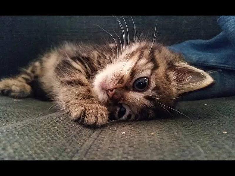 Kattenpraat