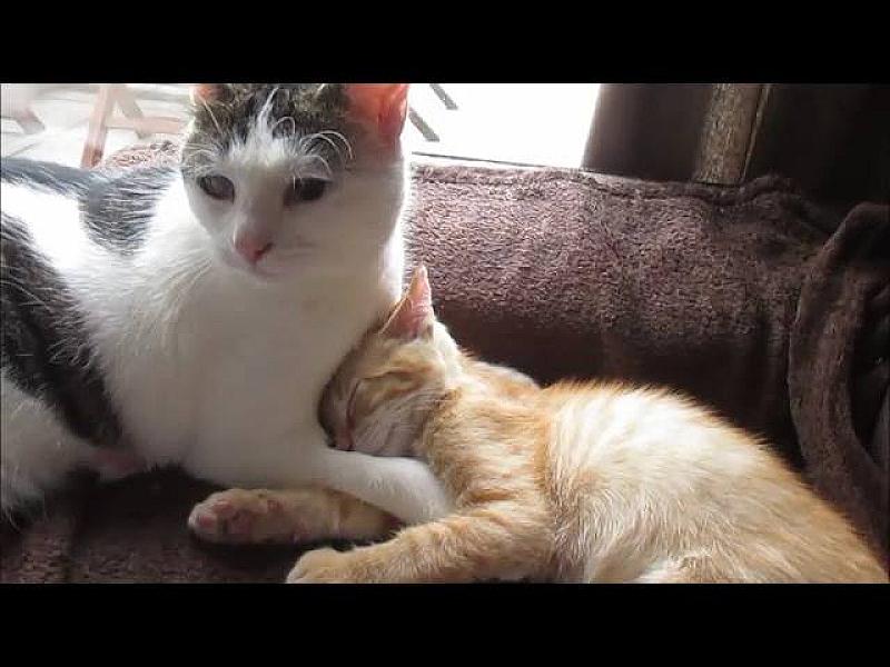 Kattenpraat