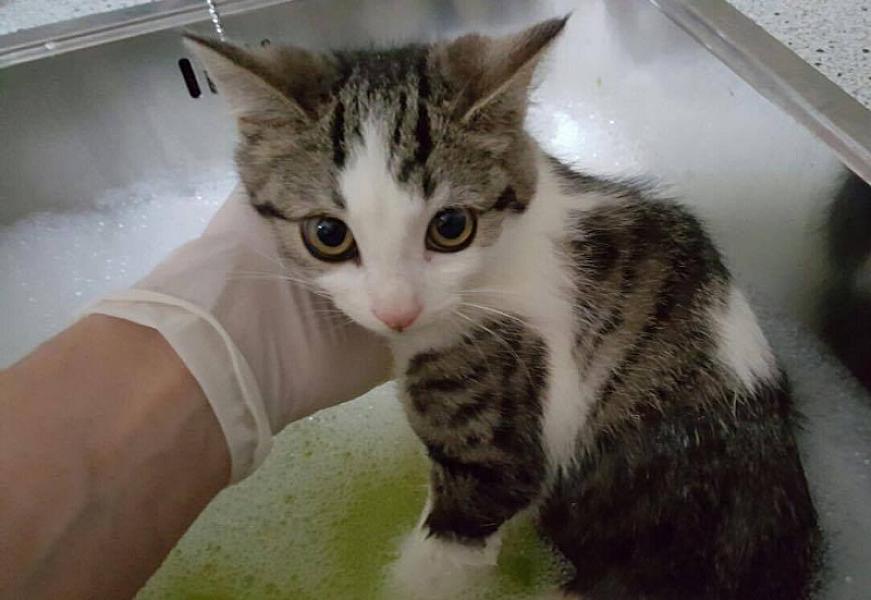 Kattenpraat