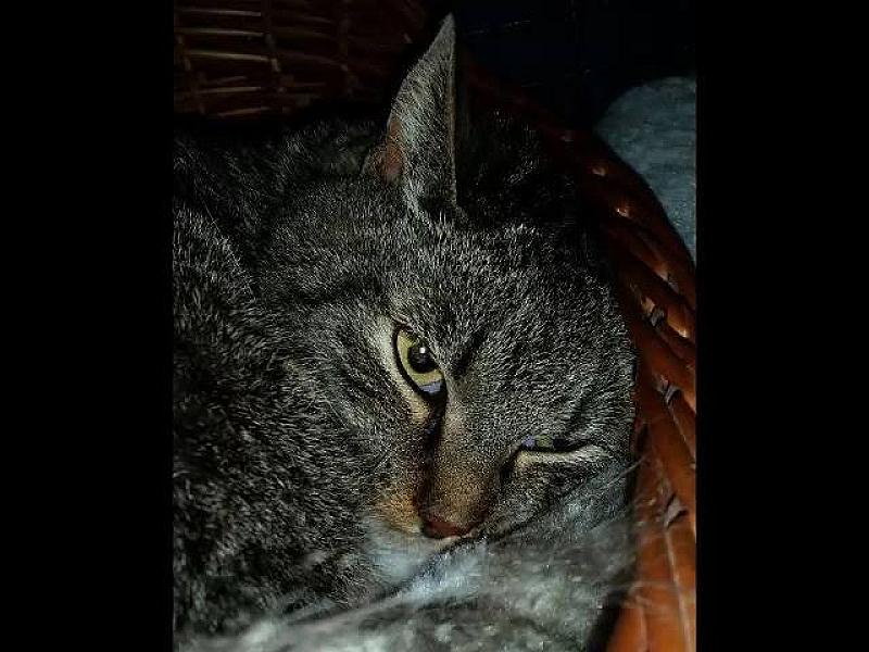 Kattenpraat