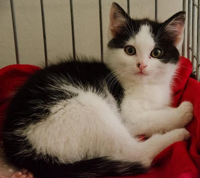 Kattenpraat