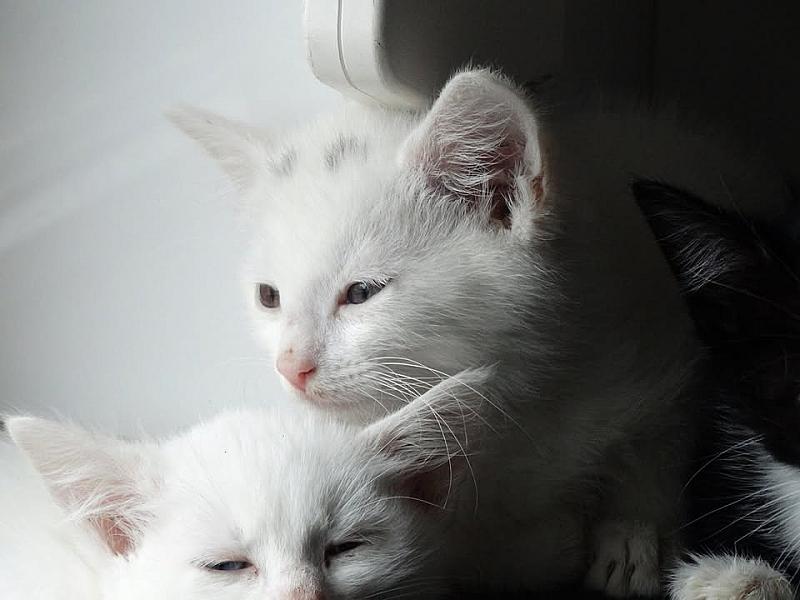 Kattenpraat