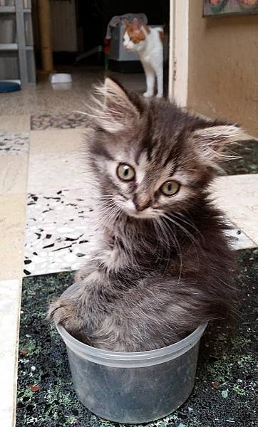 Kattenpraat