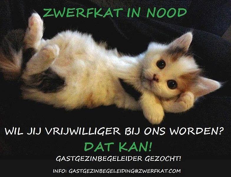 Kattenpraat