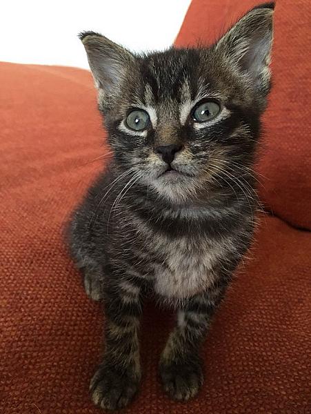 Kattenpraat