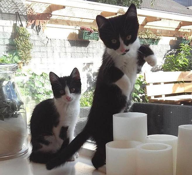 Kattenpraat