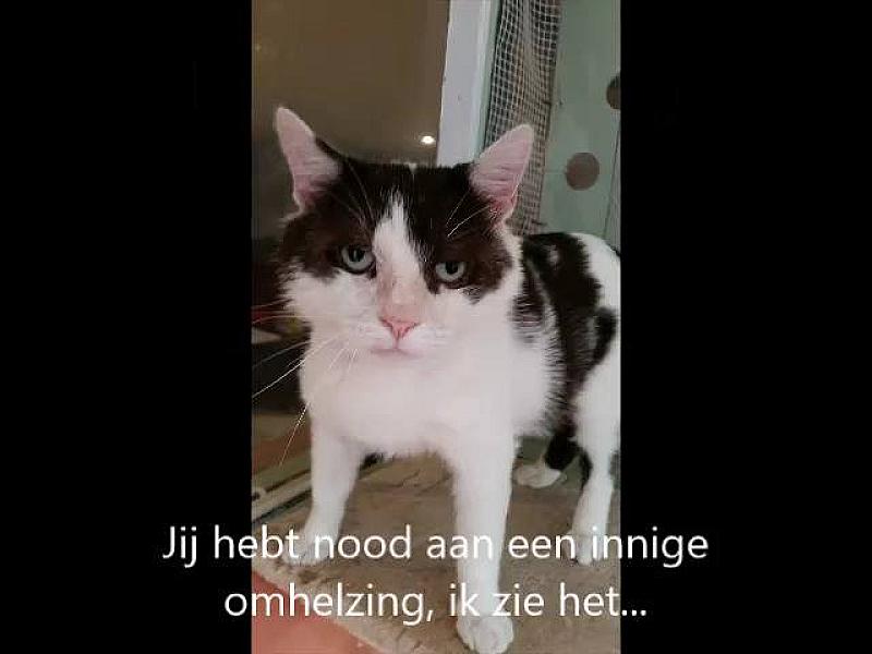 Kattenpraat