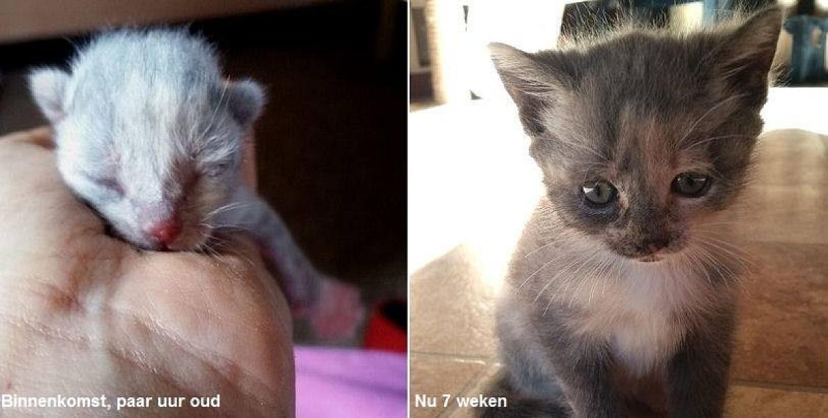 Kattenpraat
