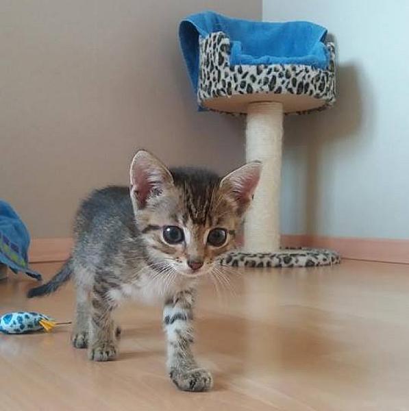 Kattenpraat