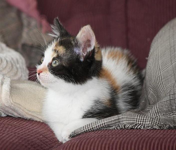 Kattenpraat