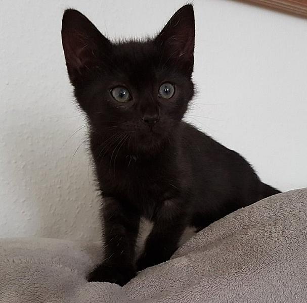 Kattenpraat