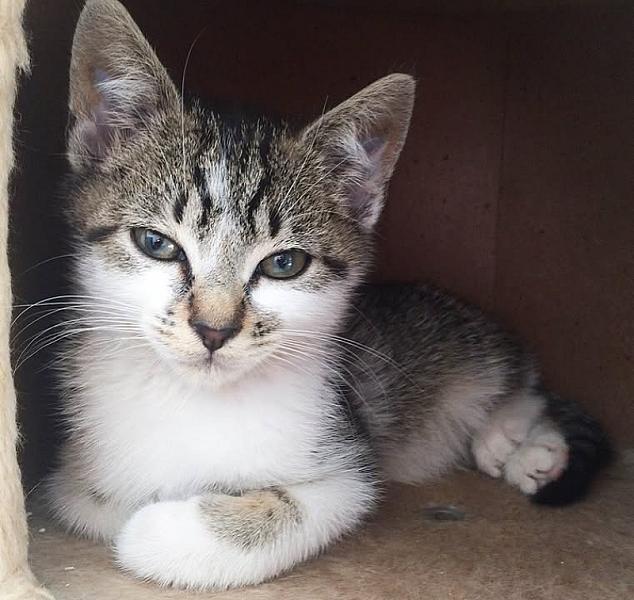 Kattenpraat