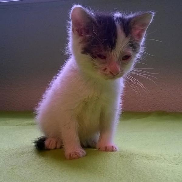 Kattenpraat