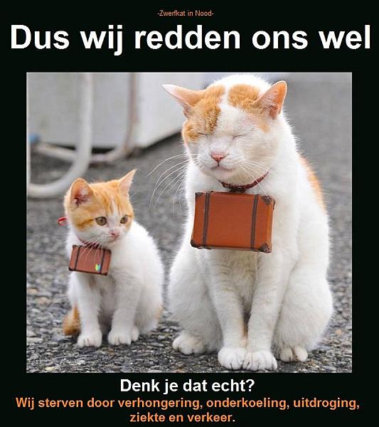 Kattenpraat