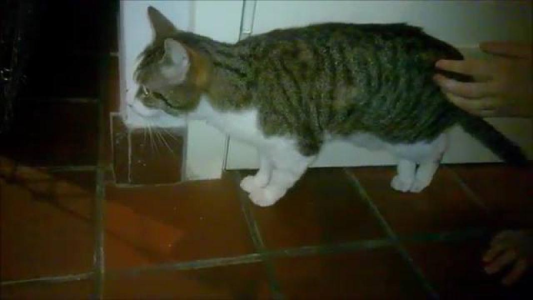 Kattenpraat