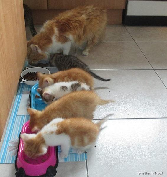 Kattenpraat