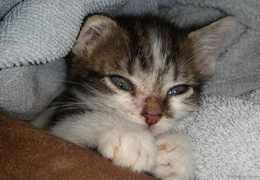 Kattenpraat
