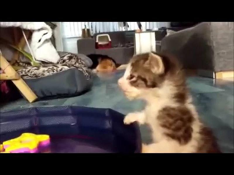 Kattenpraat