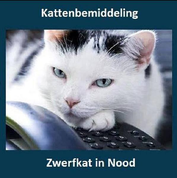 Kattenpraat