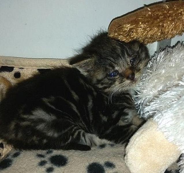 Kattenpraat