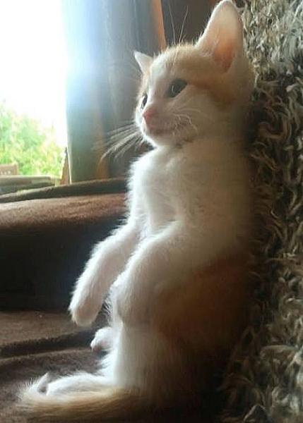 Kattenpraat