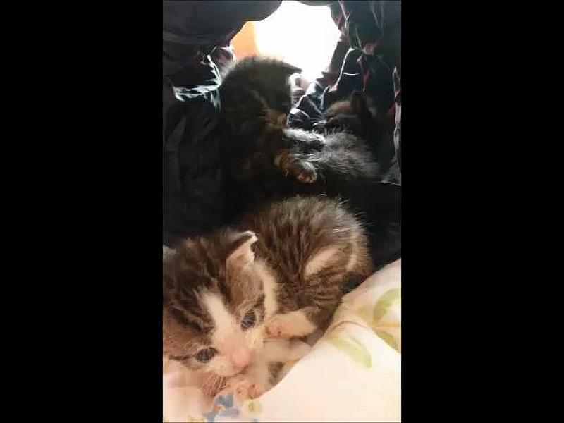 Kattenpraat