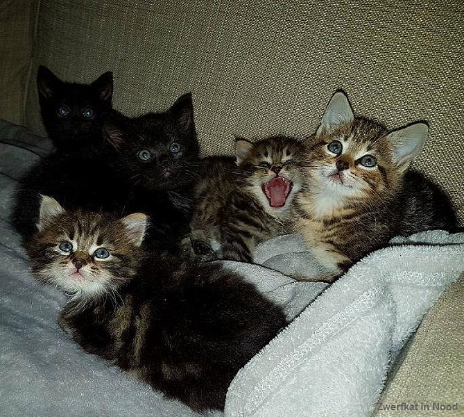 Kattenpraat