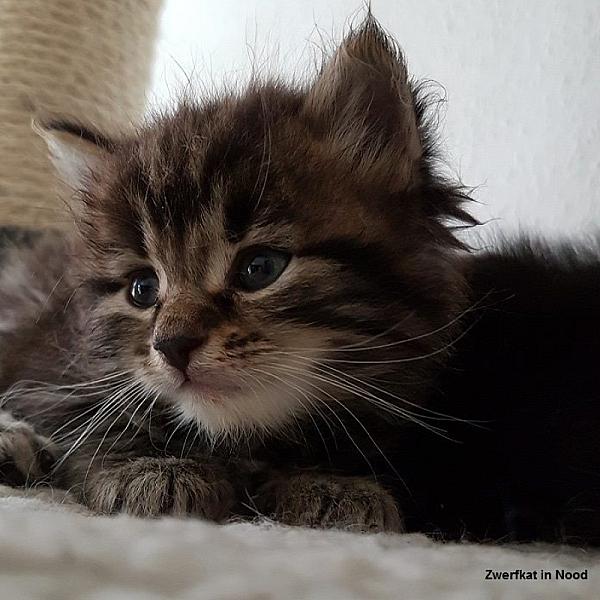 Kattenpraat