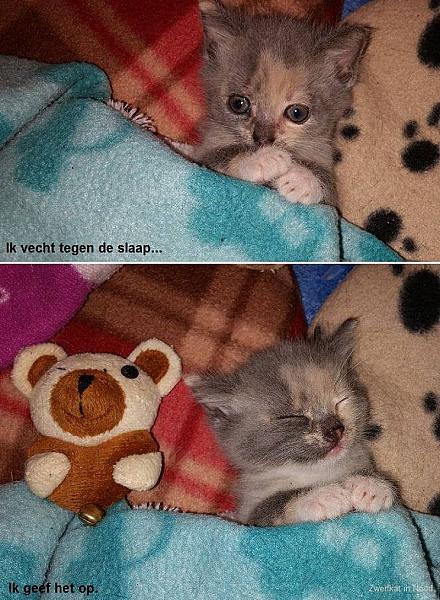 Kattenpraat