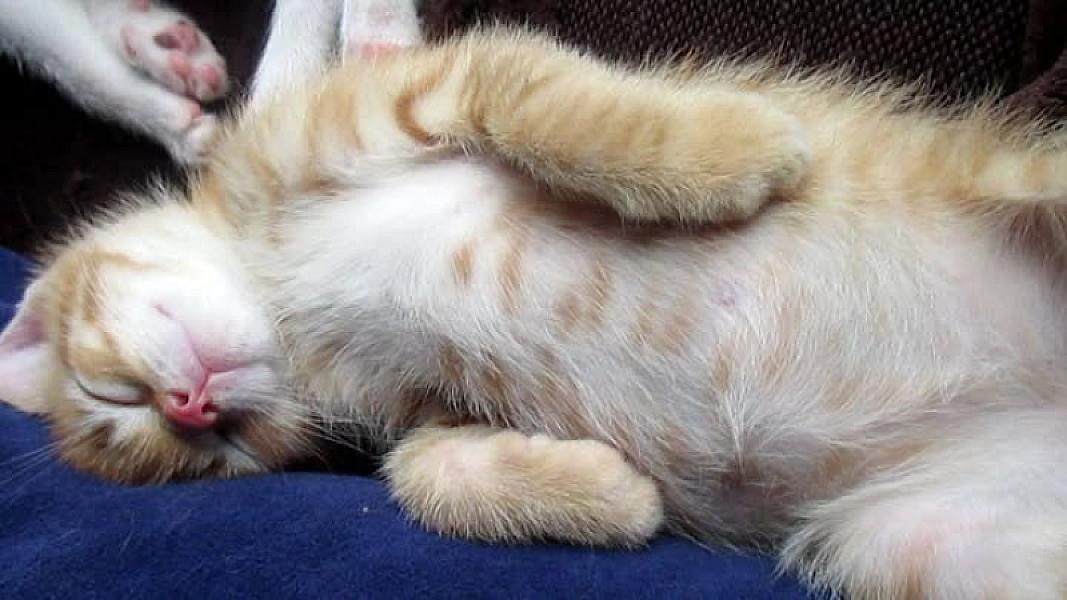 Kattenpraat