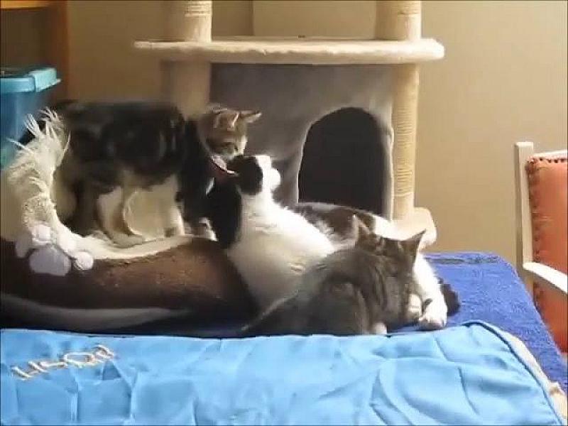 Kattenpraat
