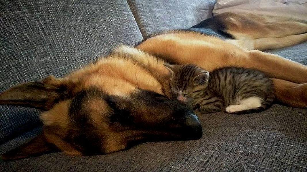 Kattenpraat