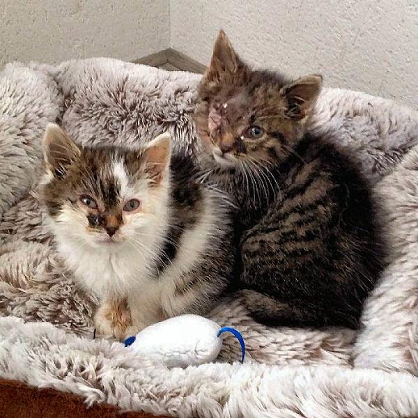 Kattenpraat