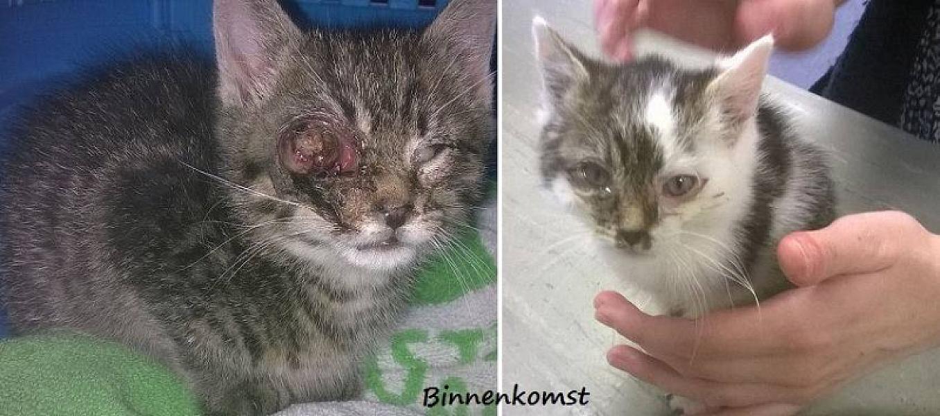 Kattenpraat