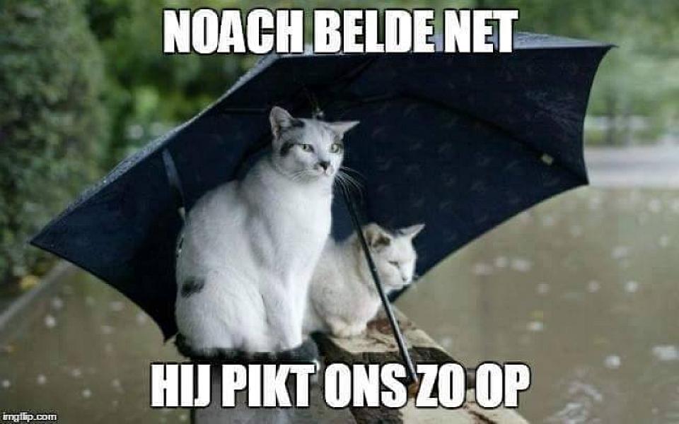 Kattenpraat
