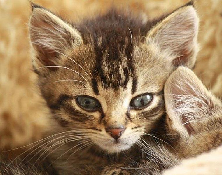 Kattenpraat