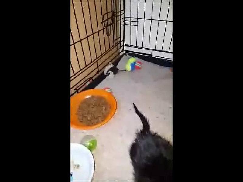 Kattenpraat
