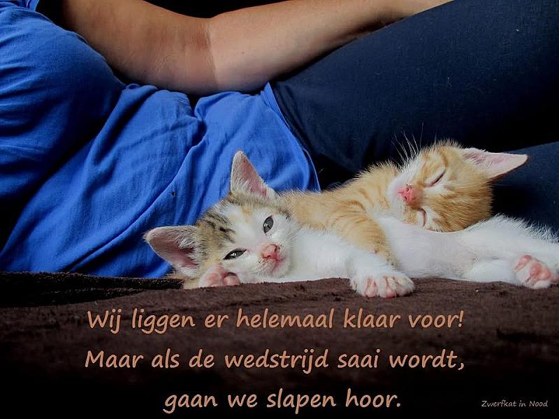 Kattenpraat
