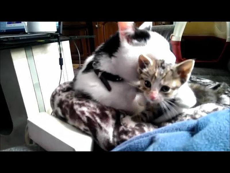 Kattenpraat